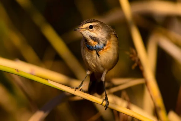 Милий Маленький Птах Природне Середовище Існування Фону Птах Блакитний Козел — стокове фото
