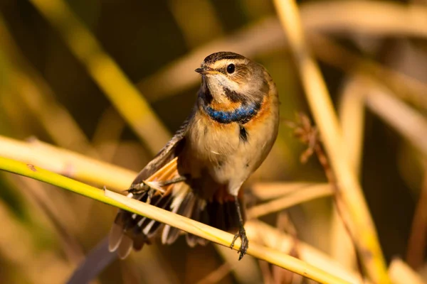 Симпатичная Птичка Природная Среда Обитания Птица Bluethroat Luscinia Svecica — стоковое фото