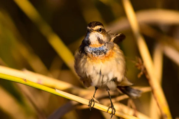 Cute Little Bird Nature Habitat Background Bird Bluethroat Luscinia Svecica — Stock Photo, Image