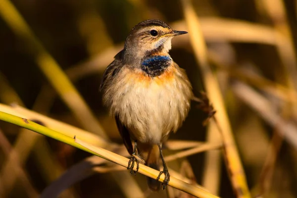 Sevimli Küçük Kuş Doğa Habitat Arka Plan Kuş Bluethroat Luscinia — Stok fotoğraf