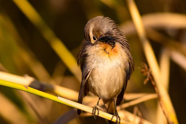 Симпатичная Птичка Природная Среда Обитания Птица Bluethroat Luscinia Svecica — стоковое фото