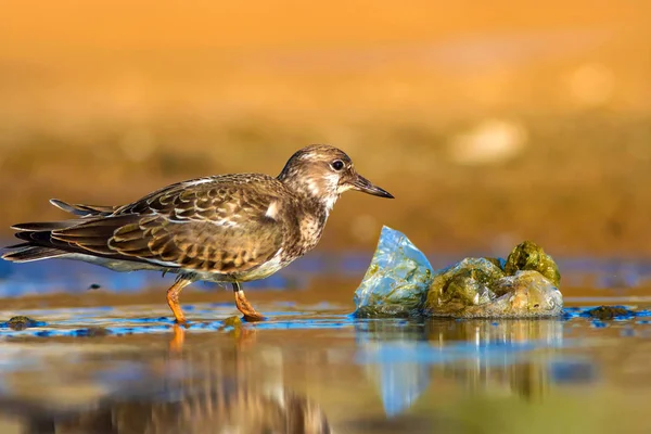 Cute water bird. Natural background. Bird: Ruddy Turnstone. Arenaria interpres. Antalya Turkey
