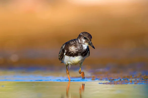 Aranyos Víz Madár Természetes Háttér Madár Ruddy Turnstone Arenaria Interpres — Stock Fotó