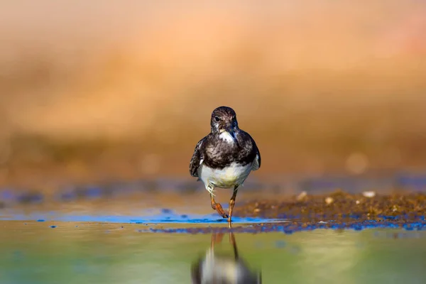 Cute Water Bird Natural Background Bird Ruddy Turnstone Arenaria Interpres — Stock Photo, Image