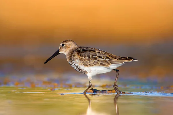 Nature Colorée Oiseau Eau Eau Bleue Fond Sable Jaune Oiseau — Photo