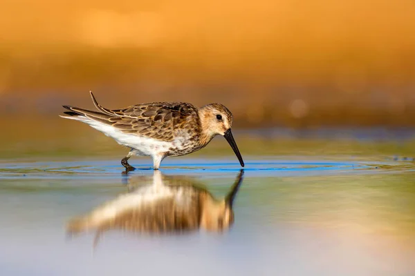 Colorful nature and water bird. Blue water, yellow sand background. Bird: Curlew Sandpiper. Calidris ferruginea