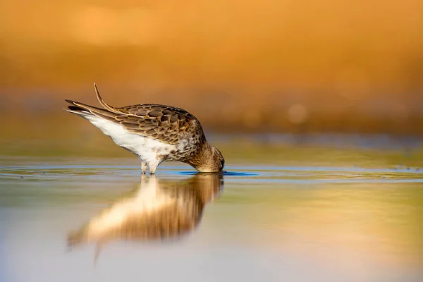 Natureza Colorida Pássaro Aquático Água Azul Fundo Areia Amarela Curlew — Fotografia de Stock