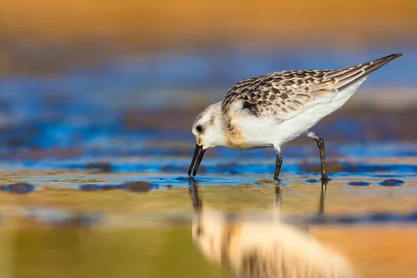 Cute little water bird. Colorful nature habitat background. Bird: Little Stint. Calidris minuta.