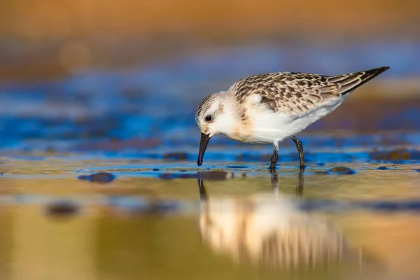 Cute little water bird. Colorful nature habitat background. Bird: Little Stint. Calidris minuta.