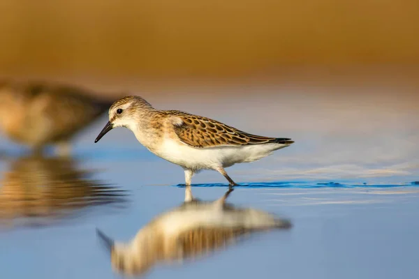 Joli Petit Oiseau Eau Nature Échouée Bird Little Stint Calidris — Photo