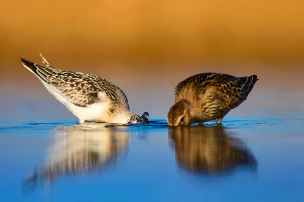 Cute little water bird. Colorful nature habitat background. Bird: Little Stint. Calidris minuta.