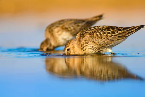 Natureza Colorida Pássaro Aquático Água Azul Fundo Areia Amarela Curlew — Fotografia de Stock