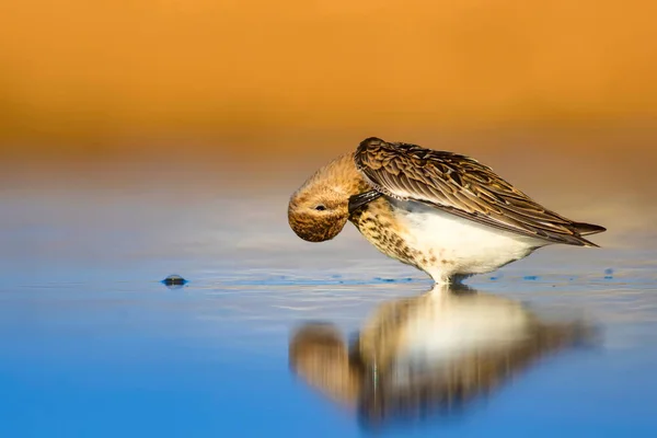 Барвиста Природа Водяний Птах Синя Вода Жовтий Піщаний Фон Птах — стокове фото