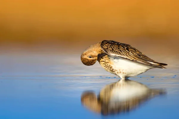 Красочная Природа Водоплавающая Птица Голубая Вода Желтый Песок Сэндпайпер Calidris — стоковое фото