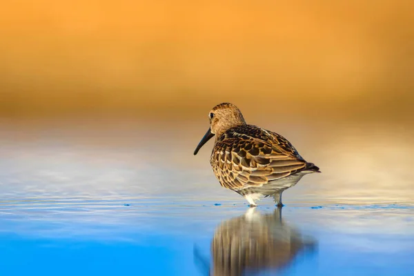 Colorful nature and water bird. Blue water, yellow sand background. Bird: Curlew Sandpiper. Calidris ferruginea