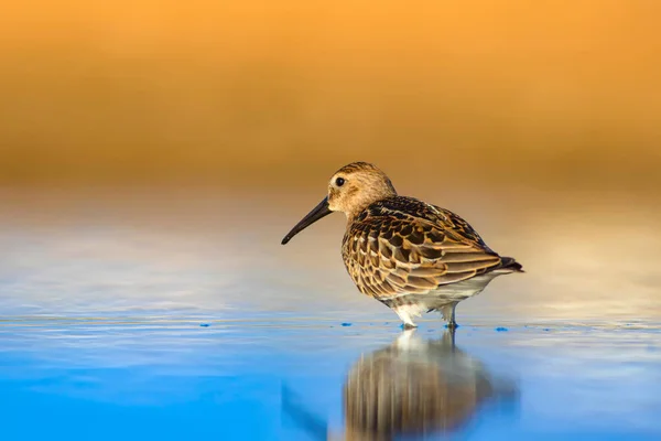 Natureza Colorida Pássaro Aquático Água Azul Fundo Areia Amarela Curlew — Fotografia de Stock