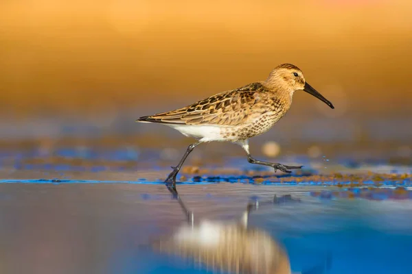 Bunte Natur Und Wasservogel Blaues Wasser Gelber Sandgrund Vogel Brachwasserläufer — Stockfoto