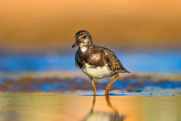 Niedlicher Wasservogel Natürlicher Hintergrund Vogel Rostiger Wendehammer Arenaria Interpretiert Antalya — Stockfoto