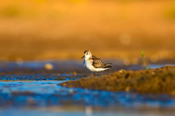 Joli Petit Oiseau Eau Nature Colorée Fond Habitat Bird Little — Photo