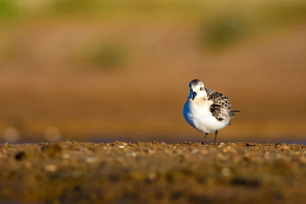 Милая Маленькая Птичка Красочные Природные Среды Обитания Маленький Стинт Калидрис — стоковое фото