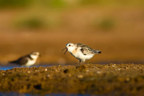 Pássaro Aquático Giro Natureza Colorida Habitat Fundo Little Stint Inglês — Fotografia de Stock