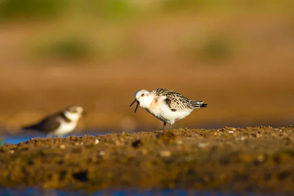 Cute little water bird. Colorful nature habitat background. Bird: Little Stint. Calidris minuta.