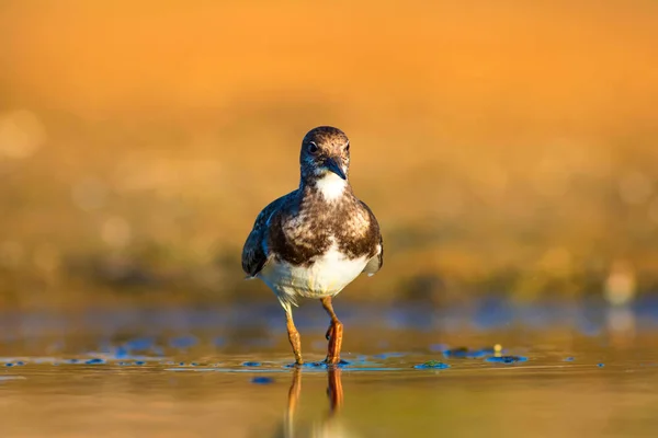 Joli Oiseau Eau Contexte Naturel Oiseau Ruddy Turnstone Arenaria Interprète — Photo