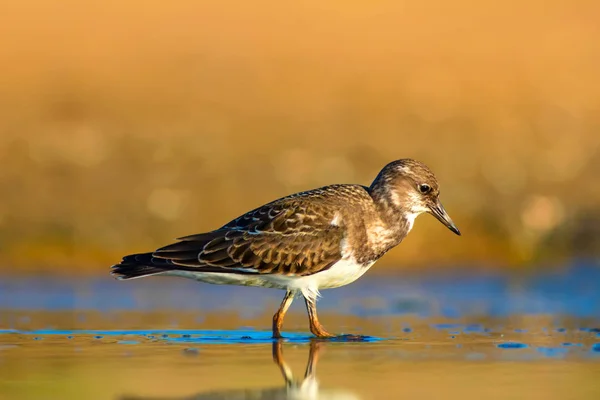 Niedlicher Wasservogel Natürlicher Hintergrund Vogel Rostiger Wendehammer Arenaria Interpretiert Antalya — Stockfoto