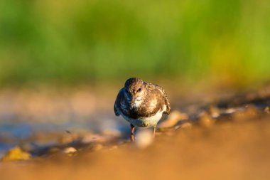 Sevimli su kuşu. Doğal arka plan. Kuş: Ruddy Turnstone. Arenaria interpres. Antalya Türkiye