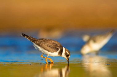Sevimli küçük kuş. Renkli doğa habitat arka plan. Kuş: Ortak Halkalı Yağmur. Charadrius hiaticula. 