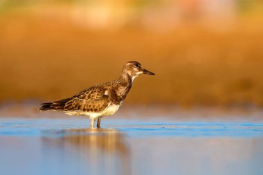 Sevimli su kuşu. Doğal arka plan. Kuş: Ruddy Turnstone. Arenaria interpres. Antalya Türkiye