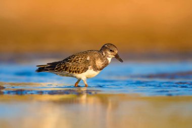 Sevimli su kuşu. Doğal arka plan. Kuş: Ruddy Turnstone. Arenaria interpres. Antalya Türkiye