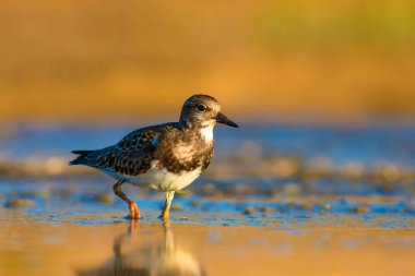 Sevimli su kuşu. Doğal arka plan. Kuş: Ruddy Turnstone. Arenaria interpres. Antalya Türkiye