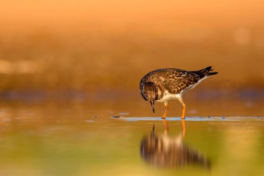 Sevimli su kuşu. Doğal arka plan. Kuş: Ruddy Turnstone. Arenaria interpres. Antalya Türkiye
