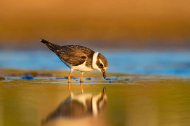 Sevimli küçük kuş. Renkli doğa habitat arka plan. Kuş: Ortak Halkalı Yağmur. Charadrius hiaticula. 