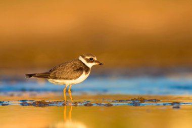 Sevimli küçük kuş. Renkli doğa habitat arka plan. Kuş: Ortak Halkalı Yağmur. Charadrius hiaticula. 