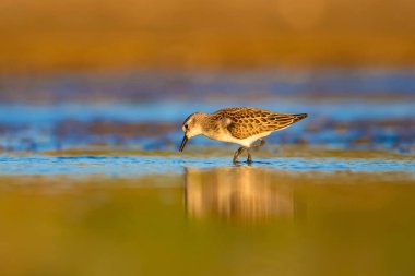 Sevimli küçük kıyı kuşu. Küçük Stint. Renkli doğa habitat arka plan.