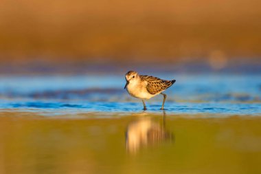 Sevimli küçük kıyı kuşu. Küçük Stint. Renkli doğa habitat arka plan.