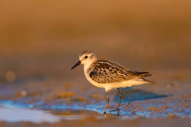 Sevimli küçük kıyı kuşu. Küçük Stint. Renkli doğa habitat arka plan.