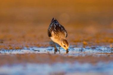 Sevimli küçük kıyı kuşu. Küçük Stint. Renkli doğa habitat arka plan.