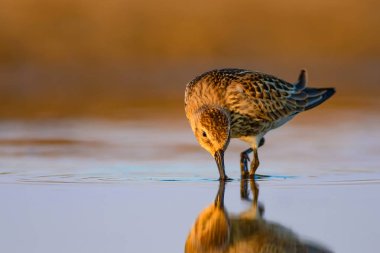 Renkli doğa ve su kuşu. Renkli doğa habitat arka plan. Kuş: Curlew Sandpiper. Calidris ferruginea.