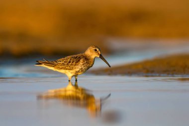 Sevimli küçük kıyı kuşu. Küçük Stint. Renkli doğa habitat arka plan.
