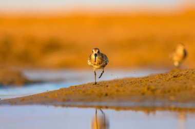 Renkli doğa ve su kuşu. Renkli doğa habitat arka plan. Kuş: Curlew Sandpiper. Calidris ferruginea.