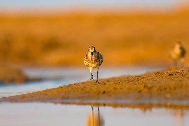 Renkli doğa ve su kuşu. Renkli doğa habitat arka plan. Kuş: Curlew Sandpiper. Calidris ferruginea.