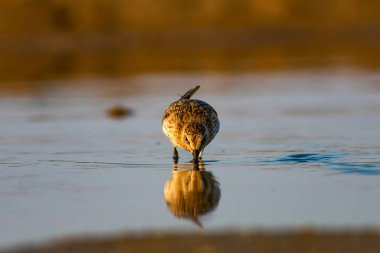 Renkli doğa ve su kuşu. Renkli doğa habitat arka plan. Kuş: Curlew Sandpiper. Calidris ferruginea.
