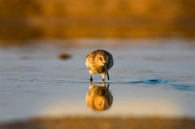 Renkli doğa ve su kuşu. Renkli doğa habitat arka plan. Kuş: Curlew Sandpiper. Calidris ferruginea.