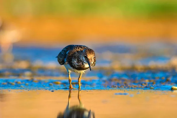 Schattig Water Vogel Natuurlijke Achtergrond Vogel Ruddy Turnstone Arenaria Interpres — Stockfoto