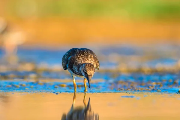 Schattig Water Vogel Natuurlijke Achtergrond Vogel Ruddy Turnstone Arenaria Interpres — Stockfoto