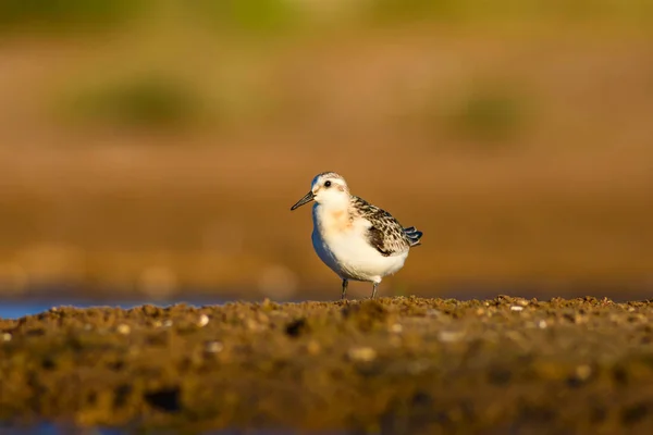 Cute little water bird. Colorful nature habitat background. Bird: Little Stint. Calidris minuta.