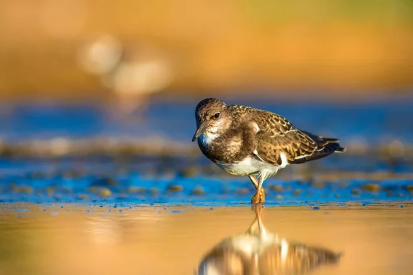 Pássaro Água Bonito Fundo Natural Ruddy Turnstone Arenaria Intervém Antalya — Fotografia de Stock